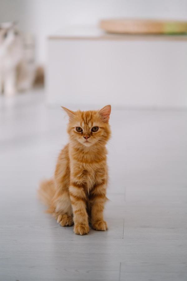 Meow Cafe & Hotel Patong Экстерьер фото