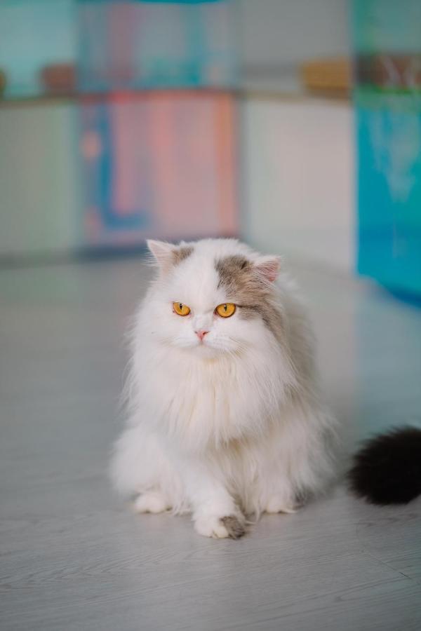 Meow Cafe & Hotel Patong Экстерьер фото